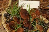 Cortinarius malicorius image