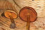 Cortinarius malicorius image