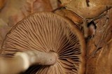 Psathyrella longistriata image