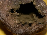 Lycoperdon pratense image