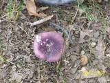 Russula mariae image