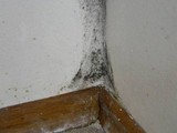Stachybotrys chartarum image
