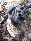 Helvella lacunosa image