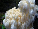Hericium abietis image