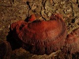 Ganoderma resinaceum image