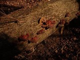 Ganoderma resinaceum image