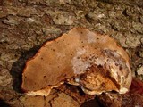 Ganoderma resinaceum image