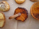 Gymnopilus thiersii image