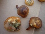 Gymnopilus thiersii image