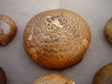 Gymnopilus thiersii image