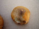 Gymnopilus thiersii image