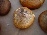 Gymnopilus thiersii image