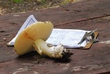 Amanita vernicoccora image