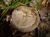 Amanita sect. Vaginatae image
