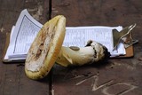Amanita vernicoccora image