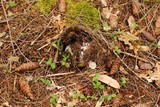 Amanita vernicoccora image
