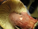 Russula queletii image