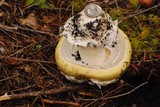 Amanita vernicoccora image