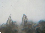 Russula queletii image