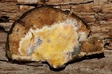 Gloeoporus pannocinctus image
