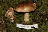 Hebeloma sinapizans image