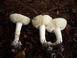 Leucoagaricus amanitoides image
