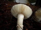 Leucoagaricus amanitoides image