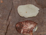 Rhizopogon ochraceorubens image