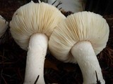 Leucoagaricus amanitoides image