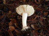 Leucoagaricus amanitoides image