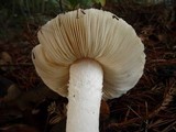 Leucoagaricus amanitoides image