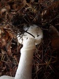 Leucoagaricus amanitoides image