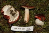 Russula silvicola image