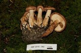 Tricholoma vaccinum image