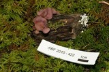Ascocoryne sarcoides image