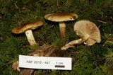 Pholiota alnicola image