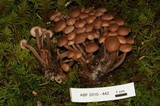 Gymnopus acervatus image