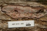 Leptoporus mollis image