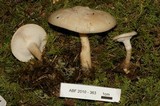 Clitocybe fragrans image