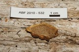 Osmoporus mexicanus image