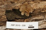 Crepidotus mollis image