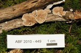 Crepidotus cesatii image