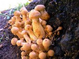Gymnopilus ventricosus image