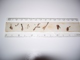 Mycena inclinata image