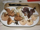 Lactarius xanthogalactus image