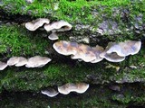Bjerkandera adusta image