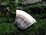 Bjerkandera adusta image