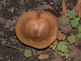 Paxillus involutus image
