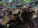 Gomphus clavatus image