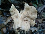 Cantharellus subalbidus image